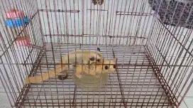 Sugar Glider leucistic & Platinum betina ( mumer)
