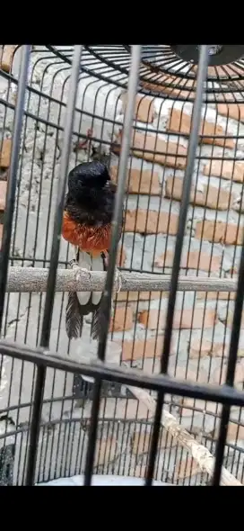 Dijual burung murai 2 ekor