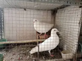 Jual Merpati Putih Sepasang