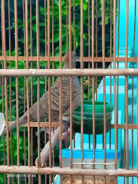 Perkutut bangkok kaki ke 2 nya ada ring