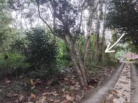 Jual Pekarangan (400rb/m) Lokasi Triwidadi Pajangan