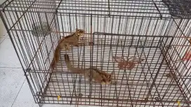 Sugar Glider Grey Betina ( Mumer)