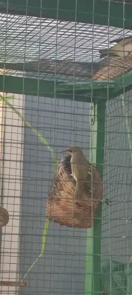 Burung cucak kombo