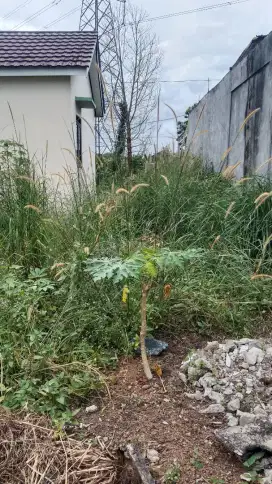 Jasa bersih rumput manual halaman rumah
