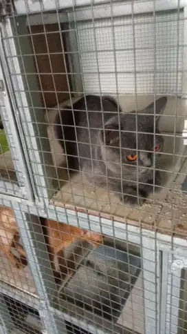 British shorthair BSH betina