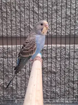 Burung Parkit Lokal (Budgie) Paud Yellowface (YF) Violet/Opaline