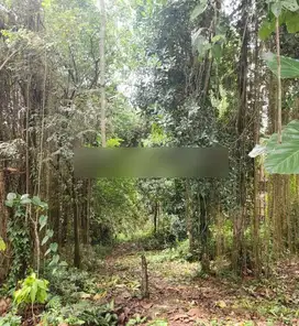 Tanah los tebing sungai kawasan villa di Ubud, kontur 80% datar