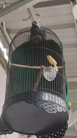 burung kenari gacor