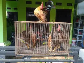 Ayam serama jantan
