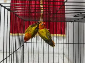 Biola euwing gold x biola euwing gold