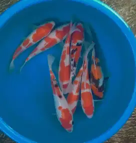 Ikan koi size 25cm sampai 28cm