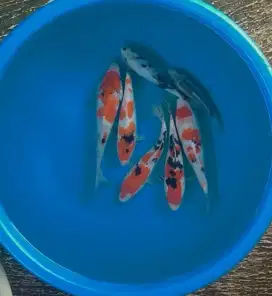Ikan koi size 15cm sampai 20cm