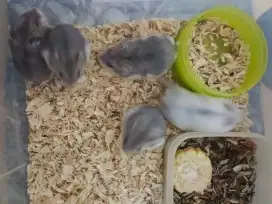 Anak Hamster - Medan