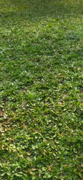 tukang rumput taman,jual rumput gajah mini