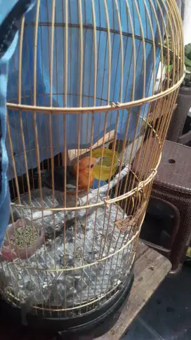 anis merah macetan