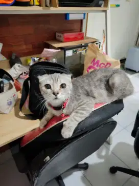 CIMOL KUCING IMUT