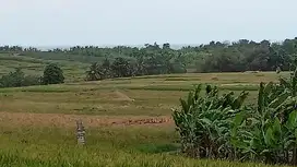 Tanah view sawah kelating tabanan