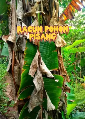 Racun Pohon PISANG LIAR, mati smpe ke akar!