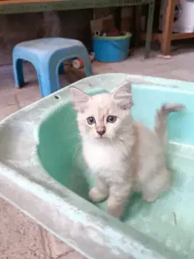 kucing kitten persia