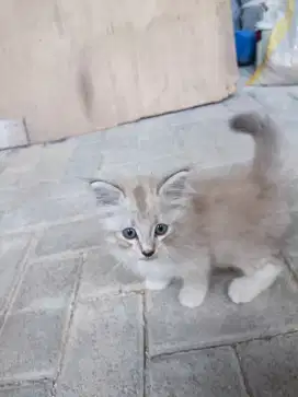 Kucing kitten persia