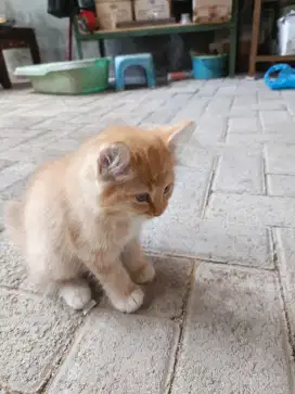 Kucing kitten Persia