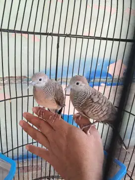 Perkutut lokal alam sepasang jantan manggung