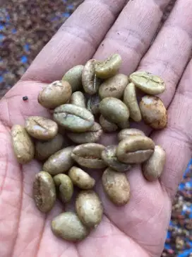 BIJI KOPI PILIHAN CIPTAKAN KOPI ENAK