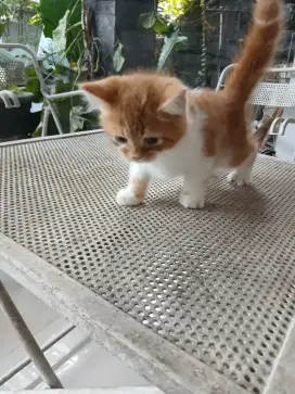 Kucing Persia flatnose