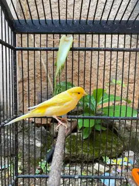 Kenari Jantan Seri AF Gacoran