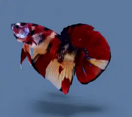 ikan cupang giant nemo koi