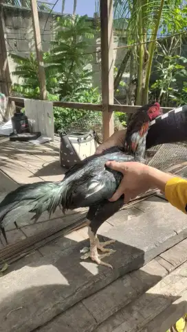 Ayam Pakoy UK 3,5