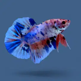 ikan cupang giant candy