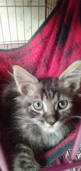 Kitten Persia medium Jantan