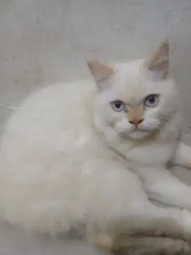 Kucing Himalayan red point jantan