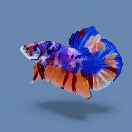 ikan cupang giant multi candy