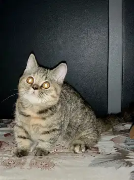 BSH Munchkin Betina Turunan Cinnamone