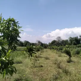 Dijual Sawah, sudah terdapat tanaman mangga 30 pohon mangga