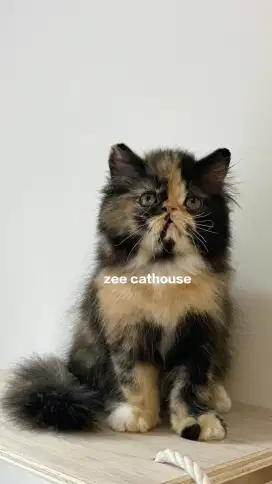 Kitten peaknose 2,5 bulan