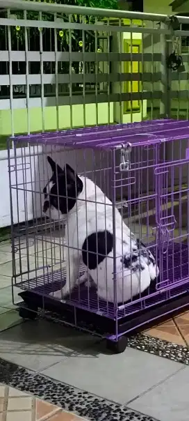Dijual anjing French bulldog betina,usia 1thn vaksin lengkap