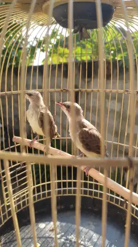 SEPASANG BURUNG CROCOK