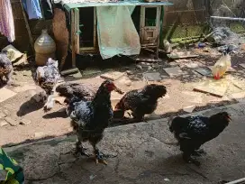 Ayam Brahma Dewasa