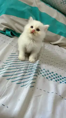 Kitten NS jantan