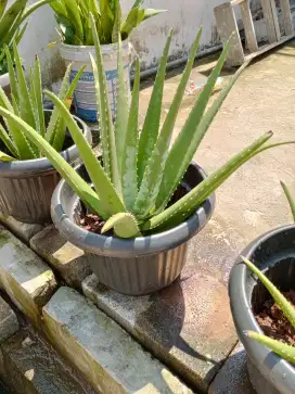Tanaman lidah buaya