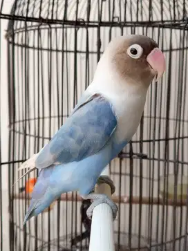 Burung lovebird betina cantik blues mapan