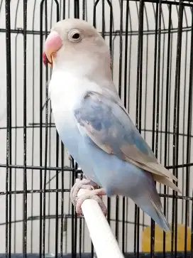 Burung lovebird betina cantik blues okkkks