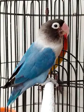 Burung lovebird jantan ganteng mangsi Perso