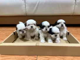 Mini Shihtzu Gembul