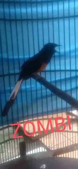 Burung Murai Batu