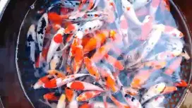 Jual ikan koi harga satuan