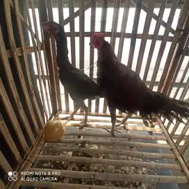 Pama IQ dan birma
